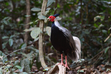The kalij pheasant is a pheasant found in forests and thickets, especially in the Himalayan foothills, from Pakistan to western Thailand. 