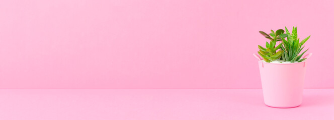 Plants and pink background.  植物とピンク背景