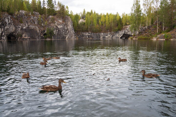 ducks swimming in the lake