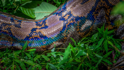 A big and ferocious python catches snakes by hand, beautiful striped boa in a fertile forest.