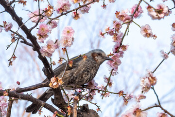 梅の木のヒヨドリ