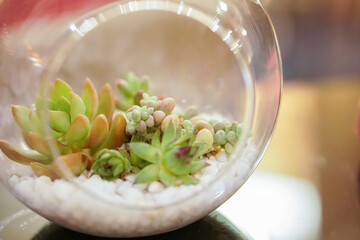 Garden in the transparent glass bottle