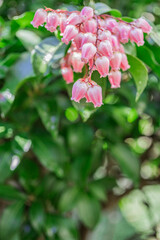 雨のしずくとピンクのアセビ／Pieris japonica