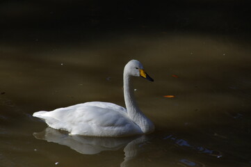 Obraz premium 厳しい寒さを避けて越冬で飛来地へと渡ってきた、美しい白い羽毛のオオハクチョウ