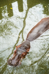 hippopotamus is in the water look at camera