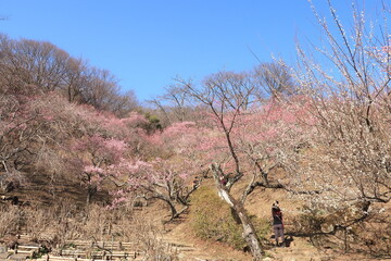 筑波山梅林で梅の木々を撮る人