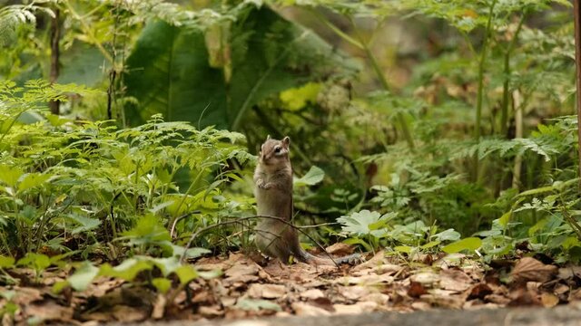 A curious chipmunk eats grass standing on its hind legs and looking around