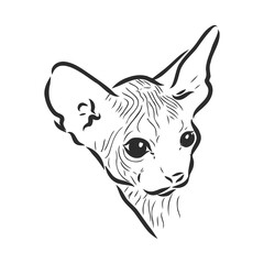 sketch of a sphinx cat, isolated, on a white background. sphinx cat, vector sketch on a white background