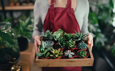 Unrecognizable shop assistant holding succulents in indoor potted plant store.