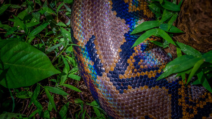 A big and ferocious python catches snakes by hand, beautiful striped boa in a fertile forest.