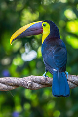 Bird with open bill, Chesnut-mandibled Toucan sitting on the branch in tropical rain with green jungle in background. Wildlife scene from nature.