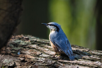 Fototapeta premium The Eurasian nuthatch or wood nuthatch (Sitta europaea) is a small passerine bird found throughout the Palearctic and in Europe, where its name is the nuthatch.