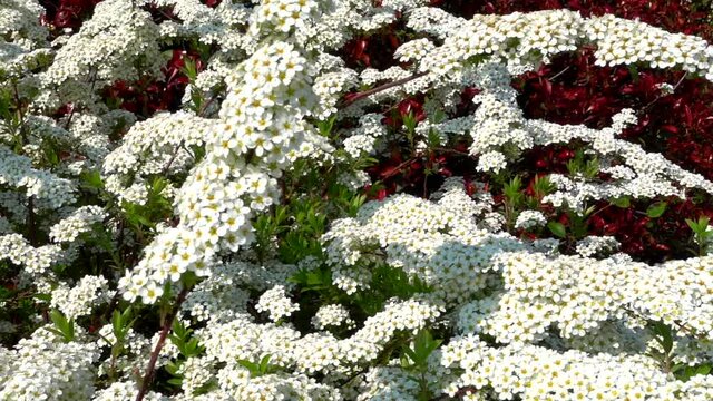 White flowers on a bush in the garden, park, green on a sunny spring day