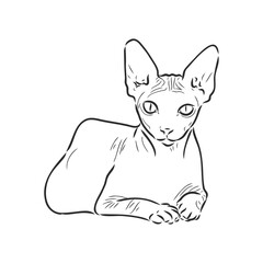 sketch of a sphinx cat, isolated, on a white background. sphinx cat, vector sketch on a white background