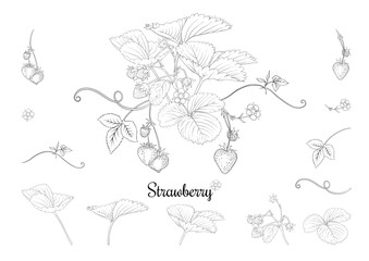 Strawberry branch with red berries. Clip art, set of elements for design Outline vector illustration. Isolated on white background.
