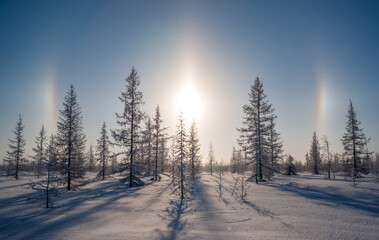 winter day in the forest