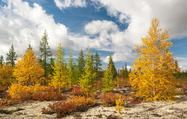 autumn in the forest