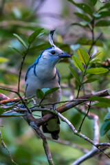 White-throated Magpie Jay in Costa Rica