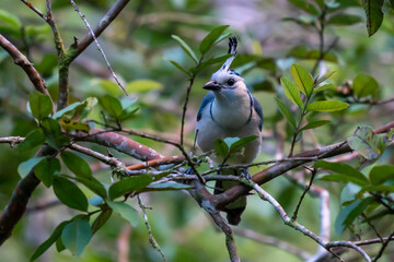 White-throated Magpie Jay in Costa Rica