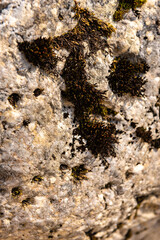Green moss wall in Abkhazia, mountain textures, stone, water. Beautiful background. The texture of moss and stone.
