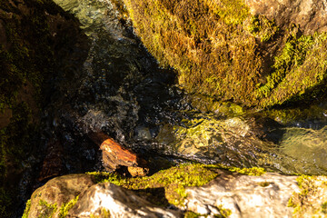 Green moss wall in Abkhazia, mountain textures, stone, water. Beautiful background. The texture of moss and stone.