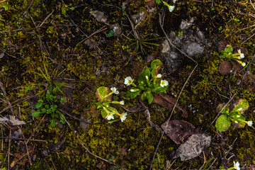 The beautiful wildflowers of Silene acaulis, known as campion moss or pillow, are pink and dry, like in the tundra against the backdrop of mountains. Arctic nature and plants. Abkhazia.