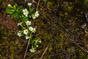 The beautiful wildflowers of Silene acaulis, known as campion moss or pillow, are pink and dry, like in the tundra against the backdrop of mountains. Arctic nature and plants. Abkhazia.