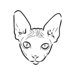 Fototapeta na wymiar sketch of a sphinx cat, isolated, on a white background. sphinx cat, vector sketch on a white background