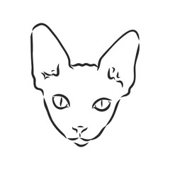 sketch of a sphinx cat, isolated, on a white background. sphinx cat, vector sketch on a white background