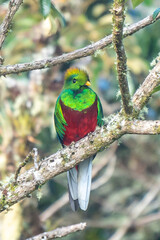 Resplendent Quetzal, Pharomachrus mocinno, Savegre in Costa Rica, with green forest in background. Magnificent sacred green and red bird. Birdwatching in jungle.