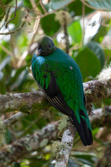 Resplendent Quetzal, Pharomachrus mocinno, Savegre in Costa Rica, with green forest in background. Magnificent sacred green and red bird. Birdwatching in jungle.