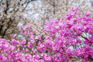 Obraz premium Pink azalea flower in spring.