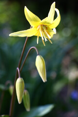 Yellow bright flowers and buds of a erythronium on a water color green background of the plants.