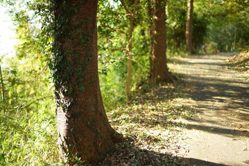 Naklejka premium 登山中の道の景色③