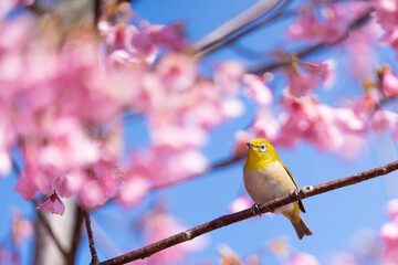 河津桜とめじろ
