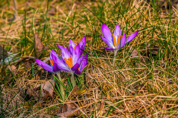 Early bloomers in the spring garden