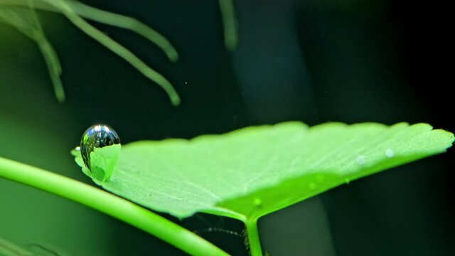 Process of photosynthesis of aquarium plants in an aquarium.  Beautiful green freshwater plant  exudes bubbles oxygen. Aqua space. Macro shot of  a Beautiful aquarium plants. Hydrocotyle leucocephala.