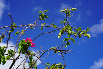 ブーゲンビレアと伸びるツタ