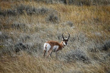 Pronghorn Antelope
