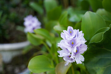 ホテイアオイの花
