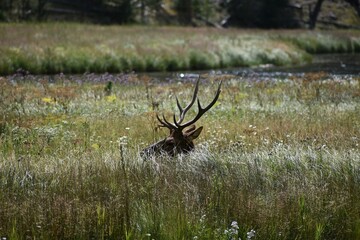 Elk