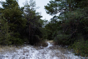 Dark winter landscape. The trunks of the trees in a dark forest. Winter season concept. Copy space.