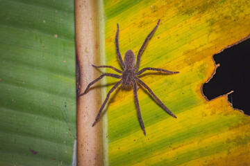 Closeup shot of a big spider on a banana lea