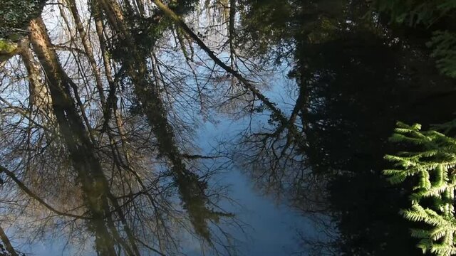 time lapse reflection in the brook with trees