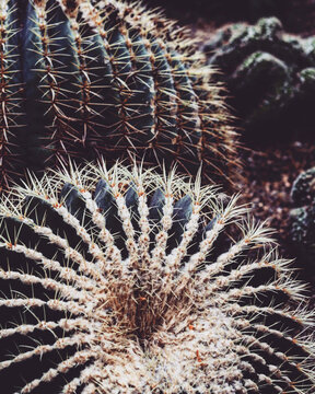 Closeup vertical shot of small prickly cacus plants growing on a gravel ground