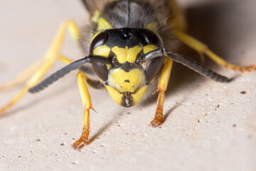 Vespula germanica wasp posed on a concrete wall. High quality photo
