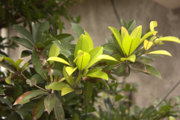 Fototapeta na wymiar leaves in the garden