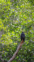 &Aacute;guila caf&eacute; sobre un &aacute;rbol con fondo verde.