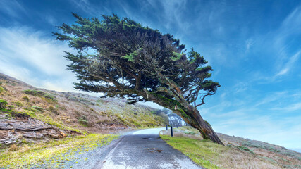 Beautiful landscape, cypress trees on the banks of the quiet tokean, which bent from the wind, on the way to the Point Reyes lighthouse
