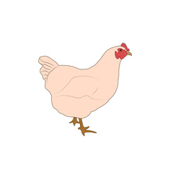 Hen, chiken, isolated, standing, white background, simple.